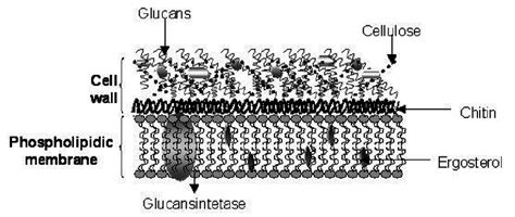 SCHEMATIC DRAWING OF FUNGI AND YEASTS CELL WALL. IT IS COMPOSED ...