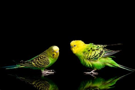 Premium Photo | A pair of parakeets budgerigar bird isolated on black