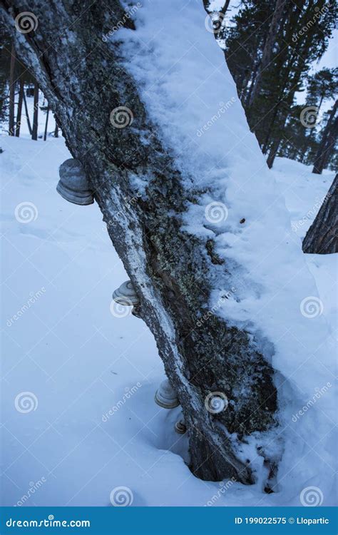 Winter in Inari Lake, Lapland, Finland Stock Image - Image of nature ...