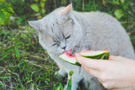 Can Cats Eat Watermelon? You May Be Surprised! – Cooper Pet Care