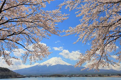 Fuji Kawaguchiko Cherry Blossom Festival 2024 - Japan Web Magazine