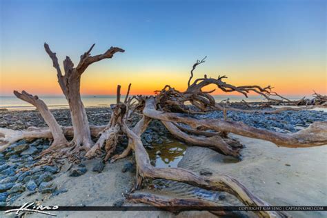 Driftwood at the Beach Winter Before Sunrise | Royal Stock Photo