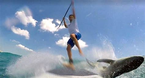 Spinner shark leaps into the air, paddleboarder gets in the way ...