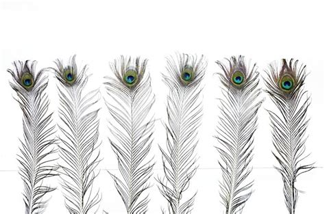 Premium Photo | Peacock feathers isolated on white background wallpaper