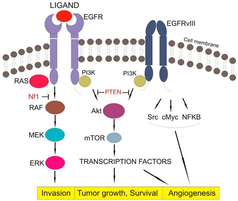 IJMS | Free Full-Text | Updated Insights on EGFR Signaling Pathways in Glioma