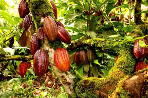 Cocoa Institute of Nigeria Archives | Premium Times Nigeria