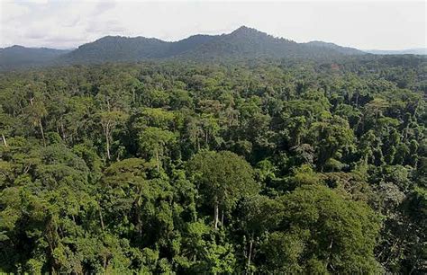 Largest Forests In The World (With Pictures): Top 10 Biggest