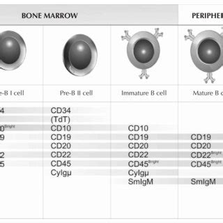 B-cell maturation stages with examples of immunophenotypic markers... | Download Scientific Diagram