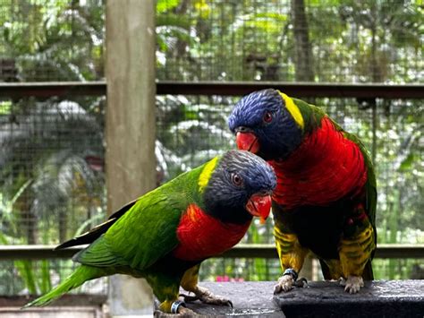 Rainbow Lory