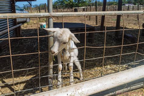 Surfing Goat Dairy Maui - Mmmmm Cheese - Jeffsetter Travel