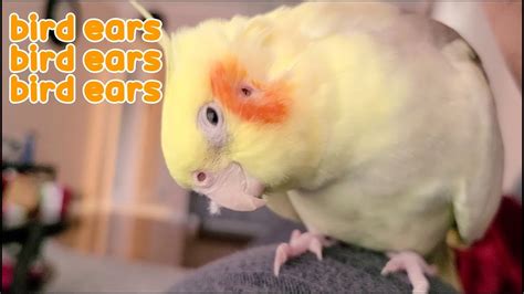 Ever Wonder What Ears of a Parrot Look Like? - YouTube