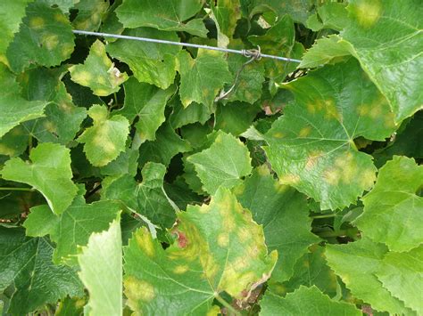 Downy mildew of grapevines | Agriculture and Food