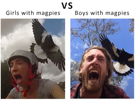 Girls with magpies vs Boys with magpies : r/memes