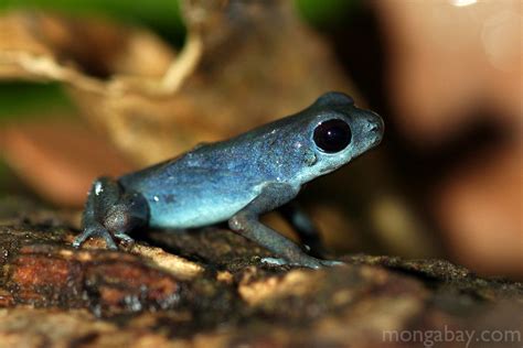 Blueberry poison arrow frog in Panama