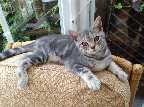 British shorthair gray tabby | Silver tabby kitten, British shorthair ...