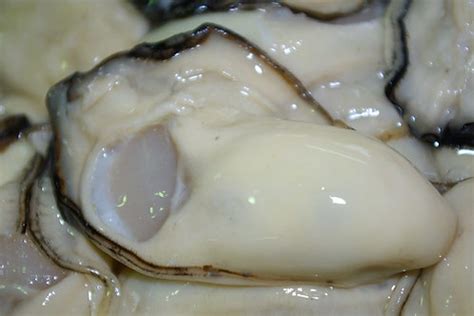 Buy Shucked Oysters Online | Giovanni’s Fish Market