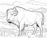 Coloring Pages Bison 2025 sketch template