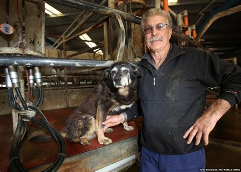 World's 'oldest dog' dies at 30 in Australia after going to sleep in her basket - BBC News