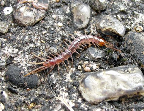 Myriapoda - Lithobius forficatus - DocCheck