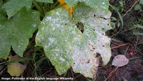 How to Get Rid of White Mold on Plants (Ultimate Guide) - With Pictures