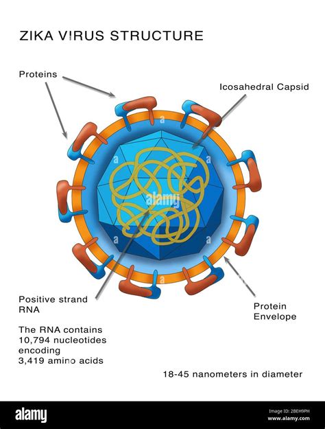 Simple Virus Structure