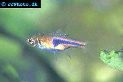 Comprehensive Care Guide for Lambchop Rasbora (Trigonostigma espei)