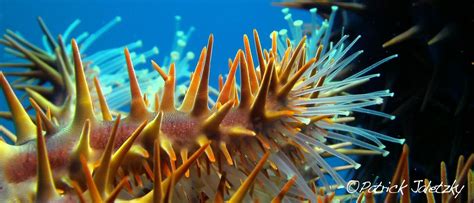 Crown-Of-Thorns Starfish Removal | Adventure Cook Islands - Scuba diving in Rarotonga and hire