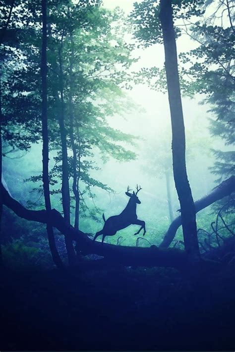 Forest Buck Pictures, Photos, and Images for Facebook, Tumblr ...