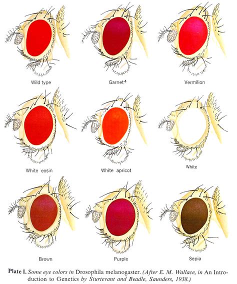 Drosophila eye colour