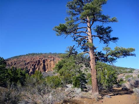 Ponderosa pine: Red Mountain, Arizona | Ponderosa pine, Arizona, Red pictures