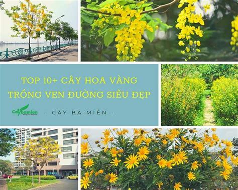 TOP 10+ Cây Hoa Vàng Trồng Ven đường Cho Cảnh Quan đẹp Ngây Ngất