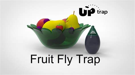 Fruit Fly Trap Indoor and Outdoor Insect Trap Gnat Trap Safe | Etsy ...