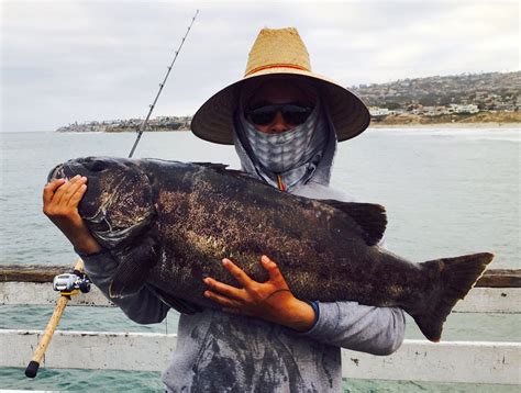 Giant (Black) Sea Bass - Pier Fishing in California