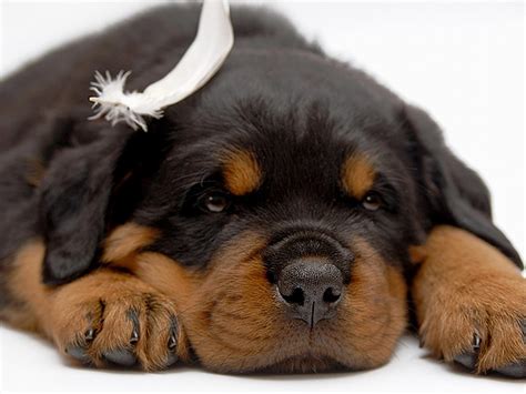 Cute Puppy Dogs: Rottweiler puppies