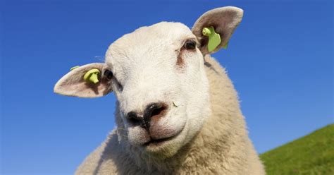 Sheep Information & General Facts (learn the basics about sheep)