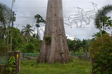 Giant Toog Tree - Agusan Del Sur