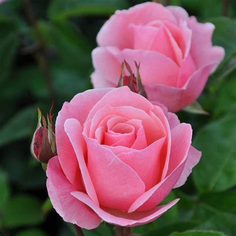 Buy Queen Elizabeth Hybrid Tea Rose 3ltr affordable | Gardens4you.ie