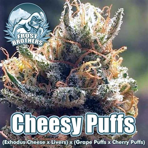 Regular Seeds: Cheesy Puffs