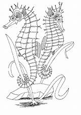 Coloriage Hippocampe  Coloring Zones sketch template