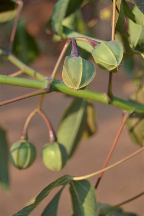 West African Plants - A Photo Guide - Manihot glaziovii Müll.Arg.