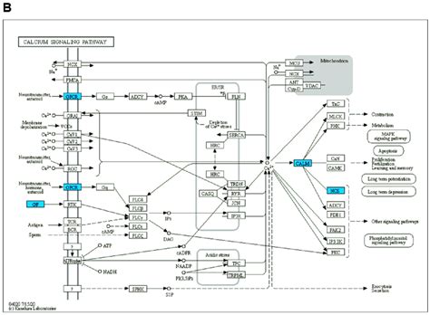 KEGG enrichment pathways. (A) Neuroactive ligand-receptor interaction ...