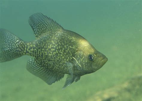 Crappie Wallpaper