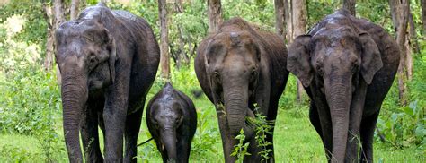 Mudumalai Wildlife sanctuary- Everything You Need To Know|