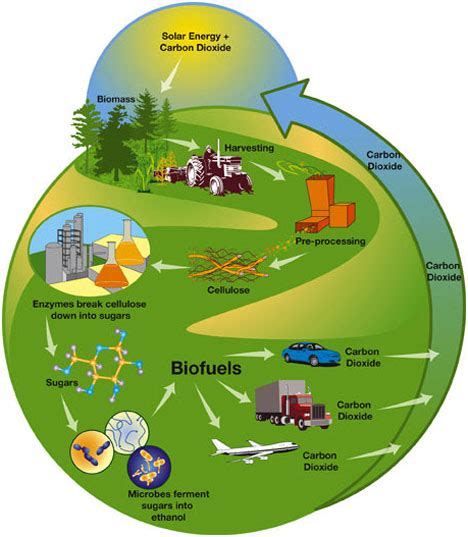 Biomass production needs to become sustainable – Our energy