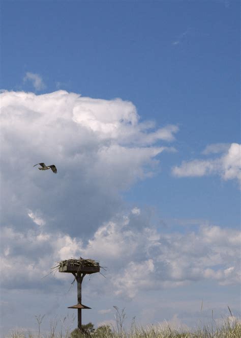 Late May Shoreline Birds | Laura Kitchings