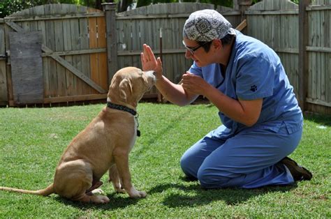 How to Train a Dog to Sit: Know the Steps Today | Dog training ...