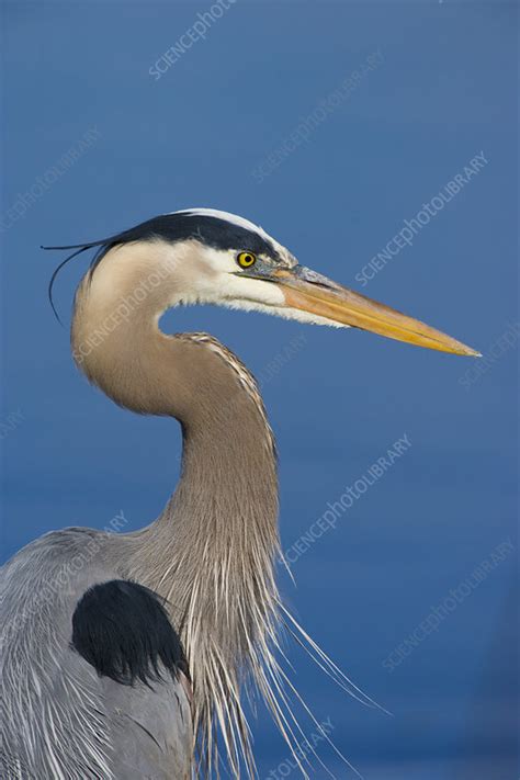 Great blue heron in breeding plumage - Stock Image - C049/6089 - Science Photo Library