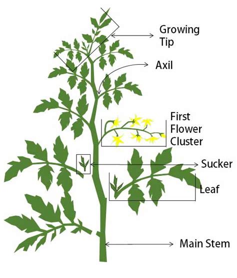 How to Prune Tomatoes Step by Step Guidelines | OFAGS