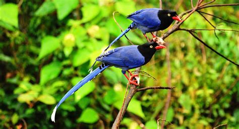 Taiwan Blue Magpie wallpapers, Animal, HQ Taiwan Blue Magpie pictures ...