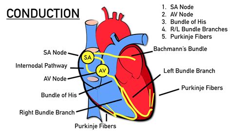 AV Heart Block Poem: First, Second, Third Degree Types, ECG Rhythm Examples, Explanation Made ...